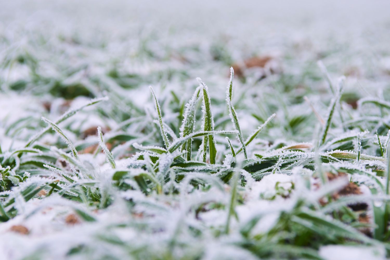 Rasenpflege im Winter Kalken, mähen & düngen? Plantura