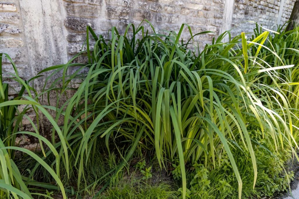 Riesensegge vor Wand
