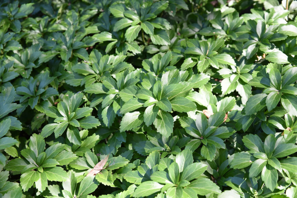 Grüne Ysander-Blätter