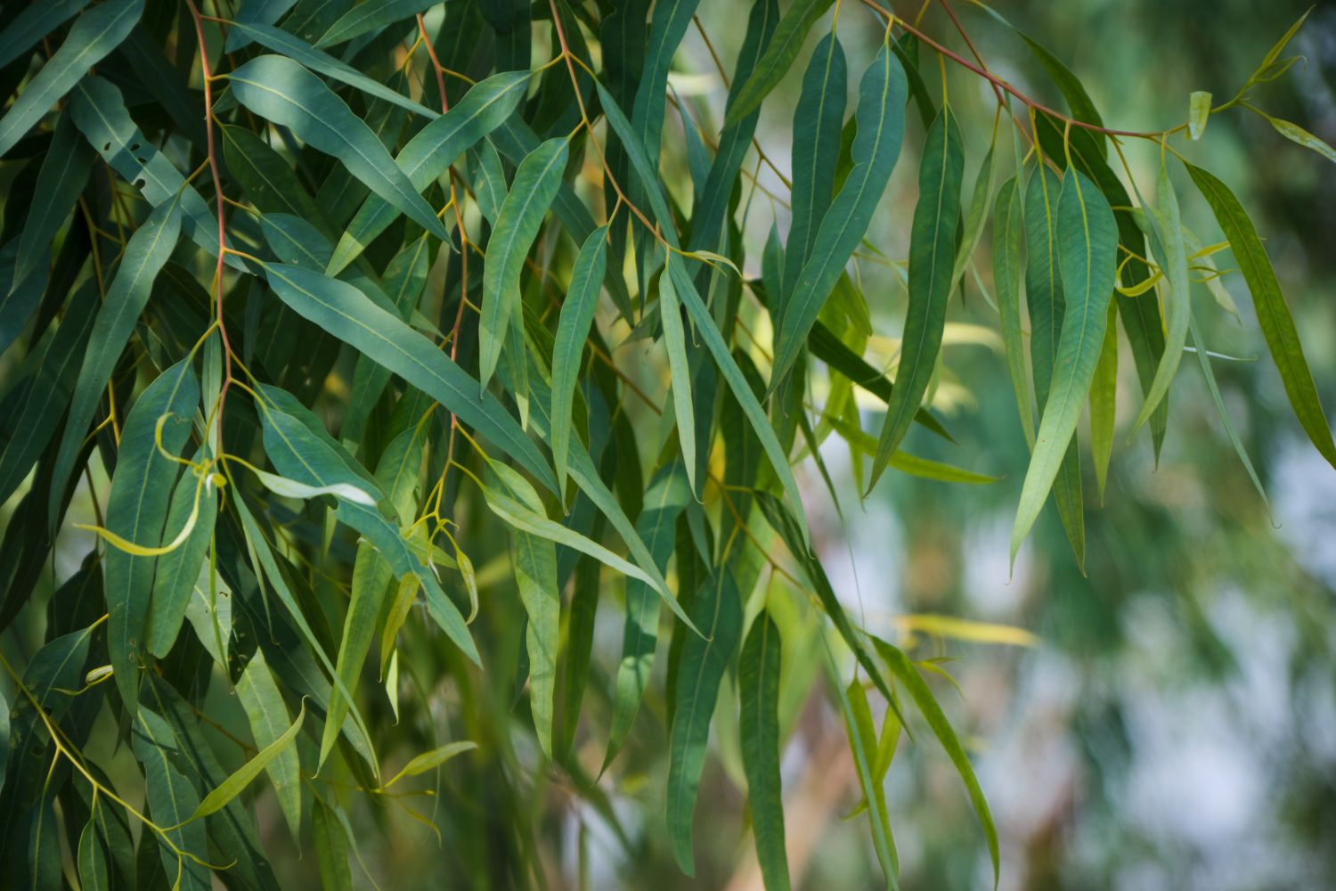 Spetebo Eukalyptus Gartentisch – Rund, 50 X 45 Cm, Klappbarer Balkontisch Für Bis Zu 4 Personen, Naturholz, EAN 4260625742020