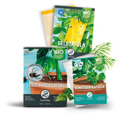 Vanilleblume Tipps rund um die Zierpflanze Plantura
