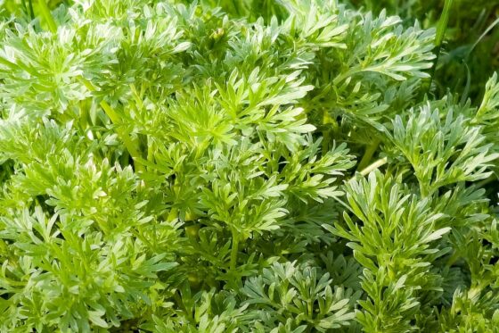 Artemisia annua: Ernte, Wirkung & Anwendung