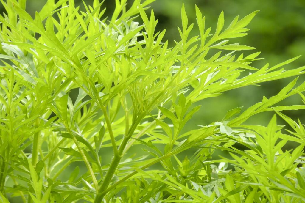 Die grünen Blätter der Artemisia annua