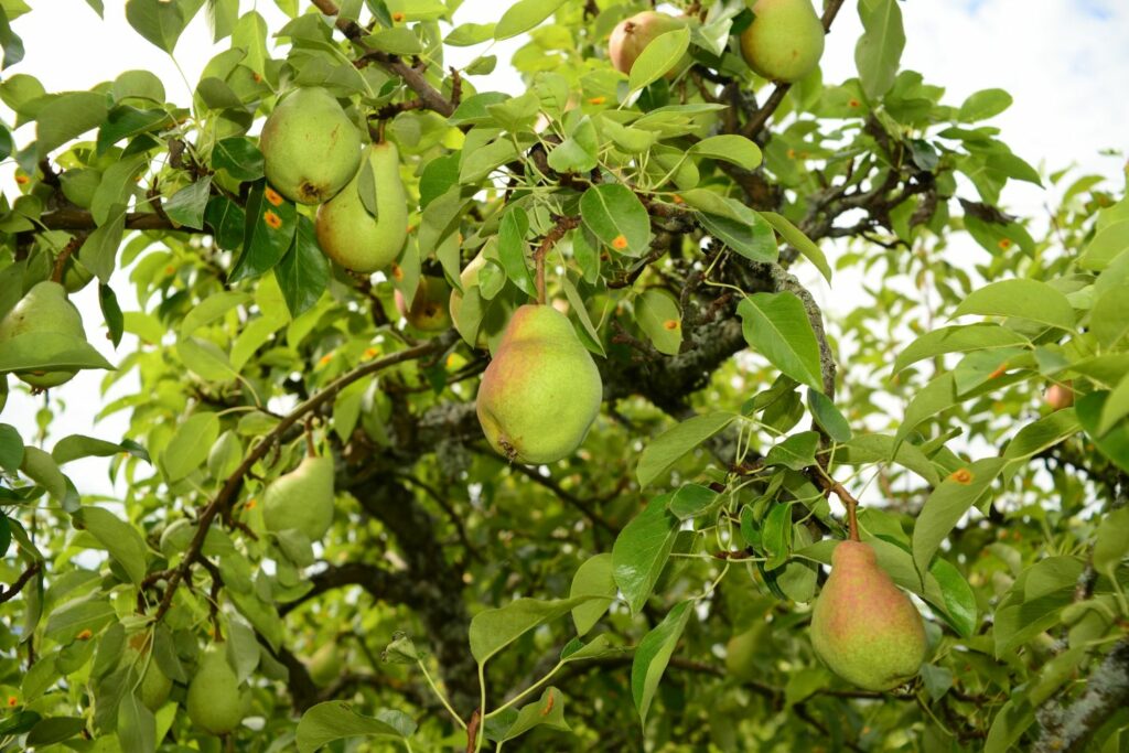 Reife Clapps-Liebling-Birnen am Baum