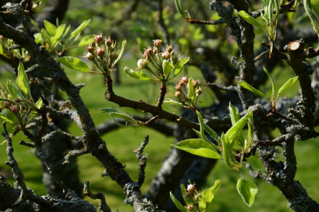 Blühender Birnbaum 'Clapps Liebling'