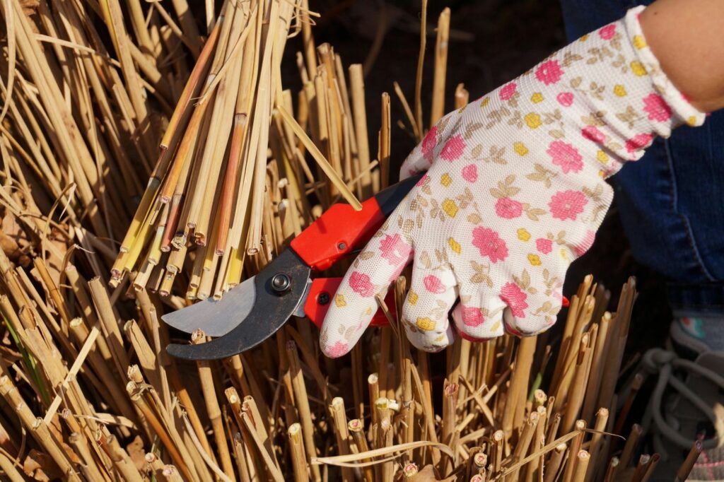 Miscanthus wird mit Schere geschnitten