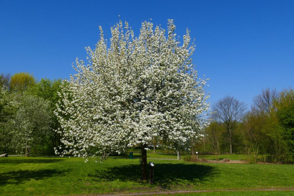 Birnbaum der Sorte 'Clapps Liebling'