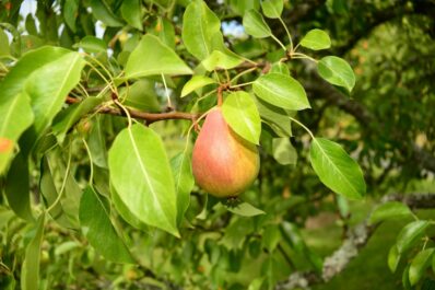 Clapps Liebling: Befruchter, Verwendung & Geschmack der Birnensorte