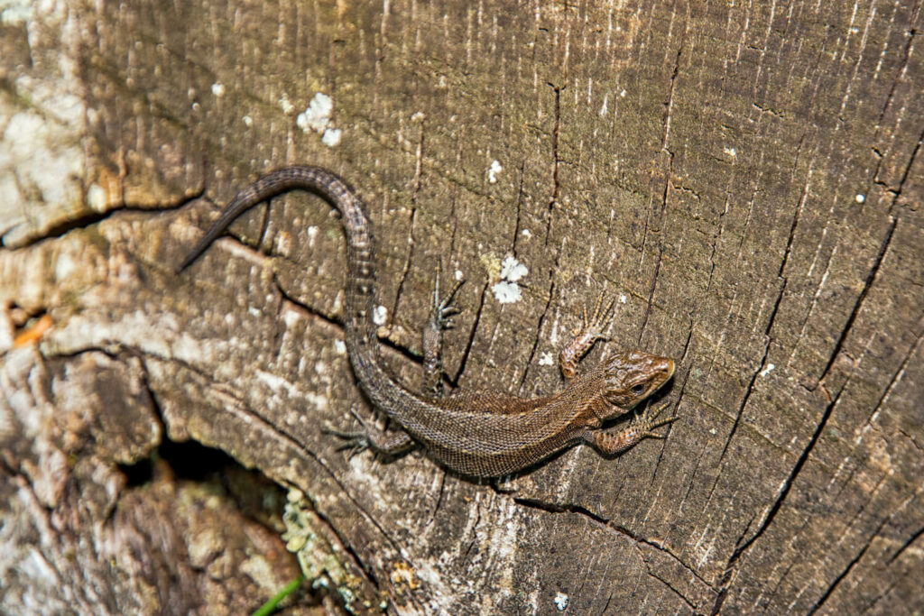 Eidechsen im Garten ansiedeln Plantura