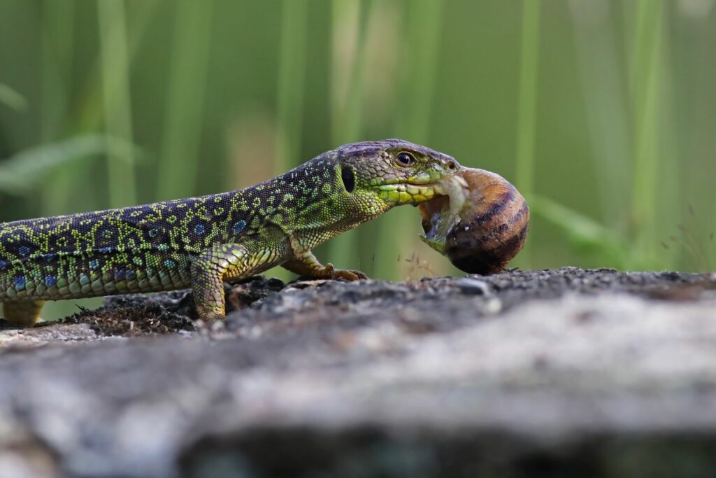 Eidechse verspeist Schnecke