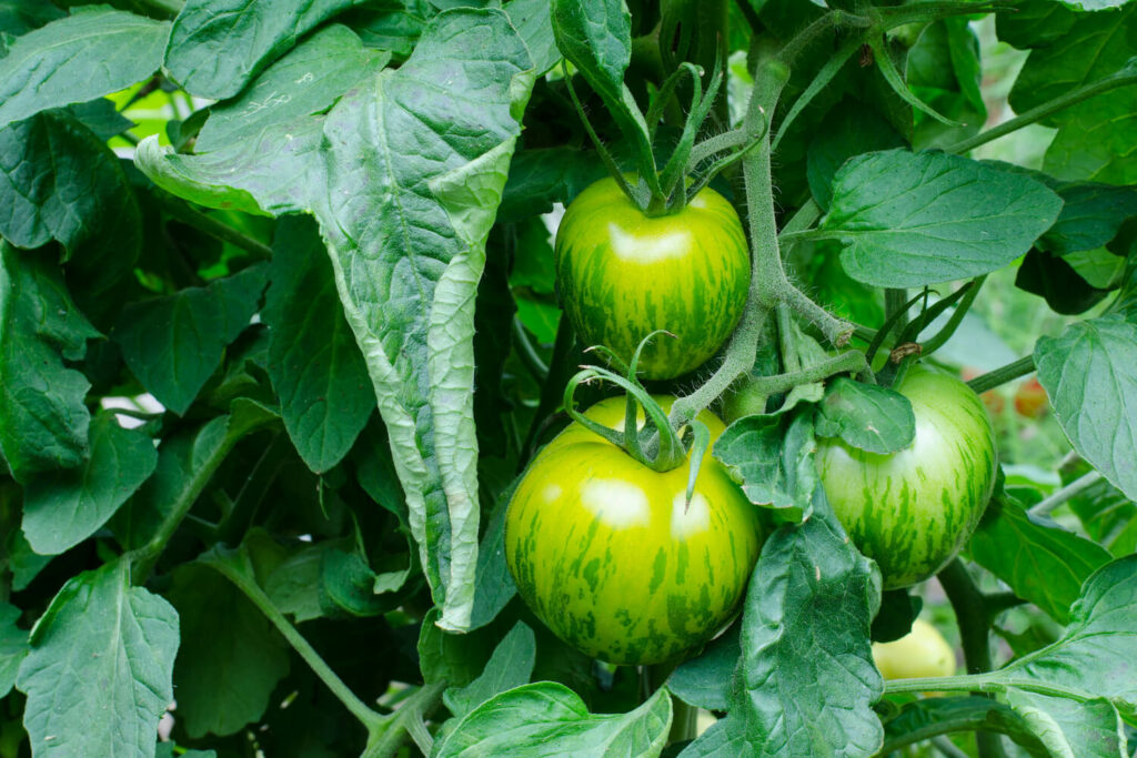 Tomatenstrauch mit grünen Tomaten