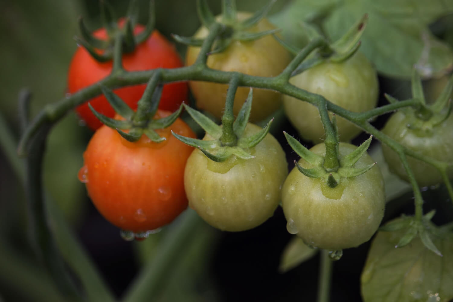 Tomaten nachreifen lassen: So geht‘s