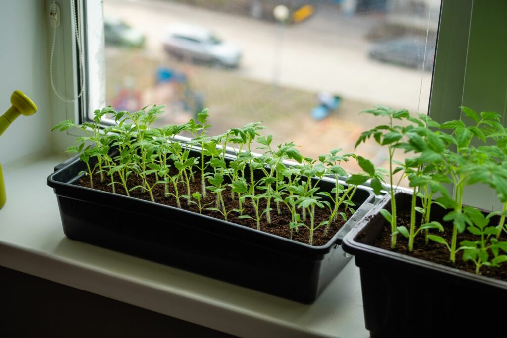 Viele Tomaten-Keimlinge in Anzuchtschale