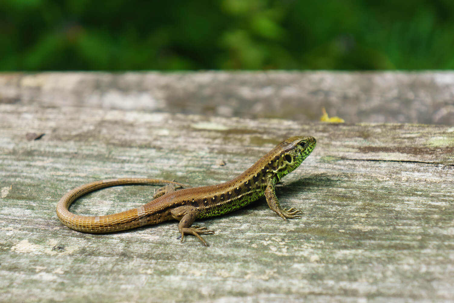 Eidechsen im Garten ansiedeln Plantura
