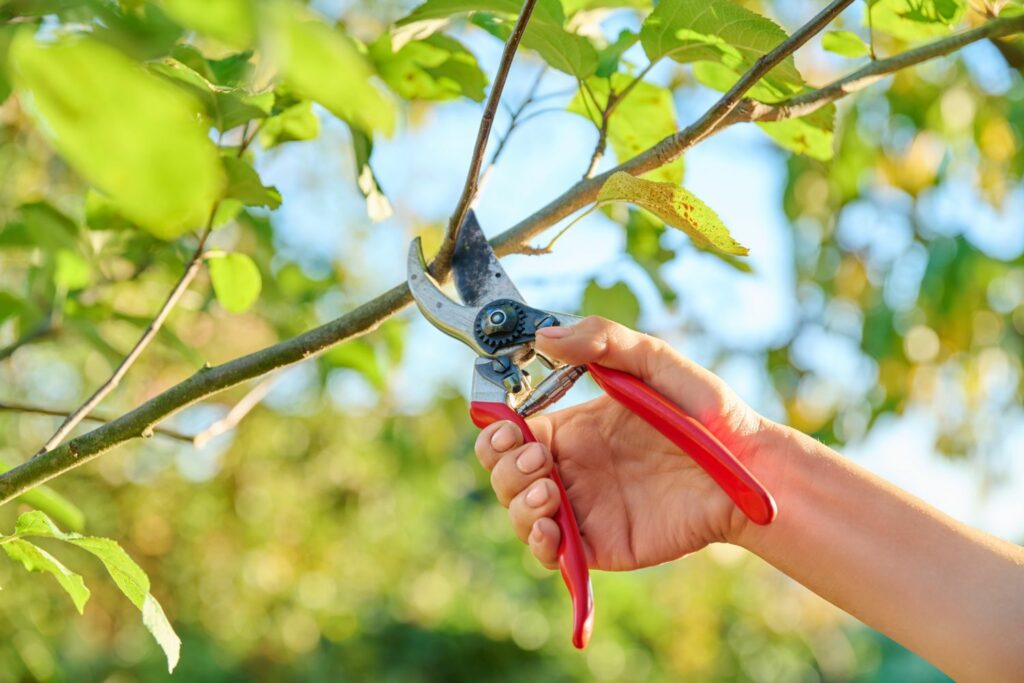 Apfelbaum schneiden