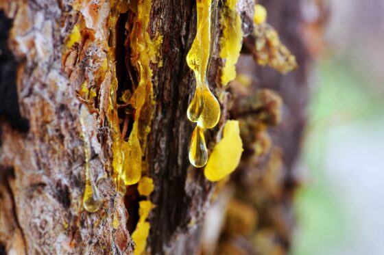 Baumharz: 5 Fakten über das Gold des Waldes
