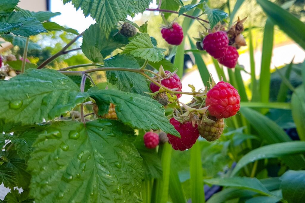 Himbeeren auf dem Balkon