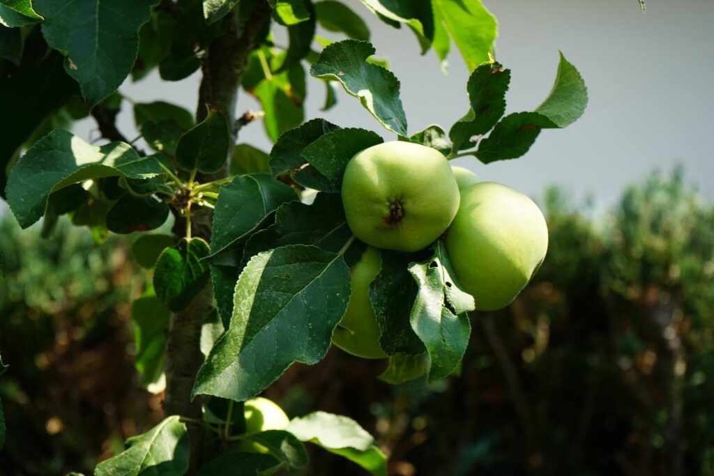 Bolero-Apfelbaum mit grünen Äpfeln