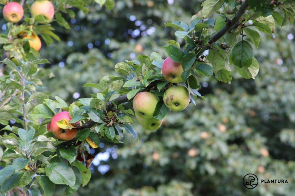 Elstar-Apfelbaum mit vielen Äpfeln