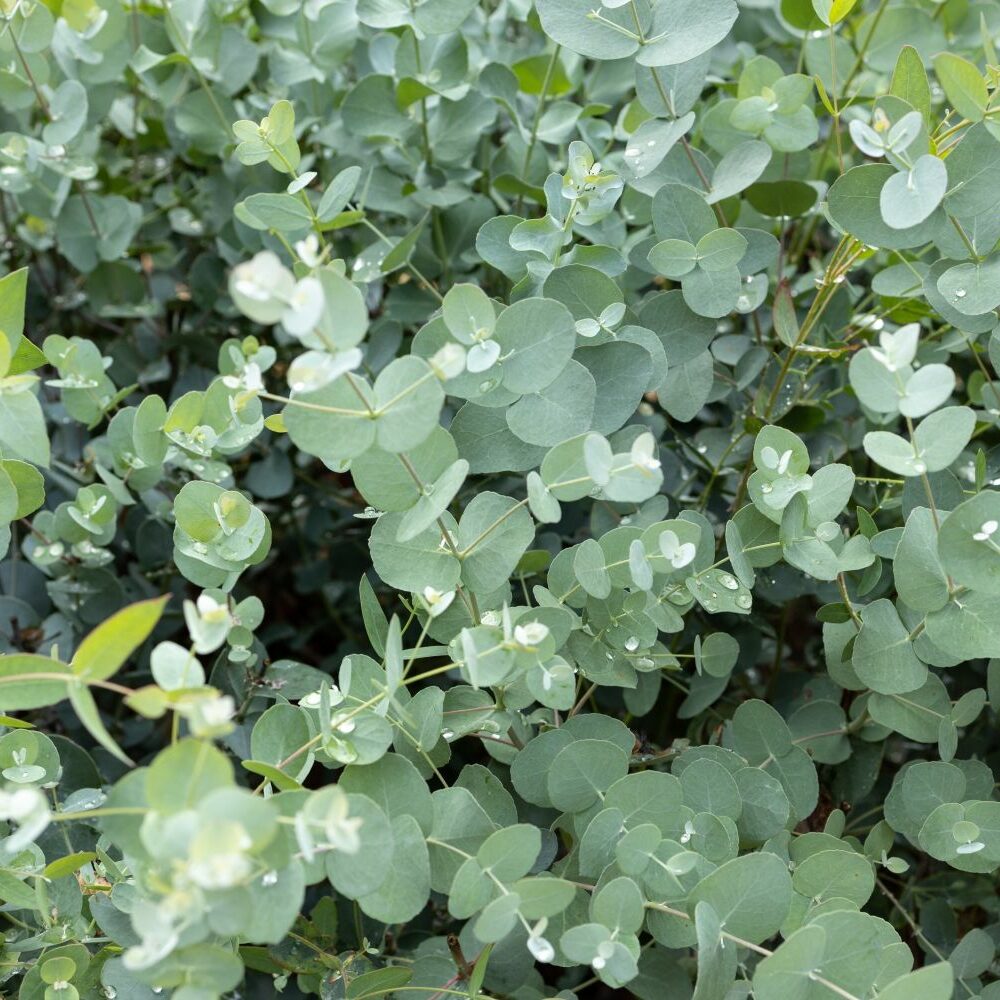 Eukalyptus-Arten & -Sorten im Überblick