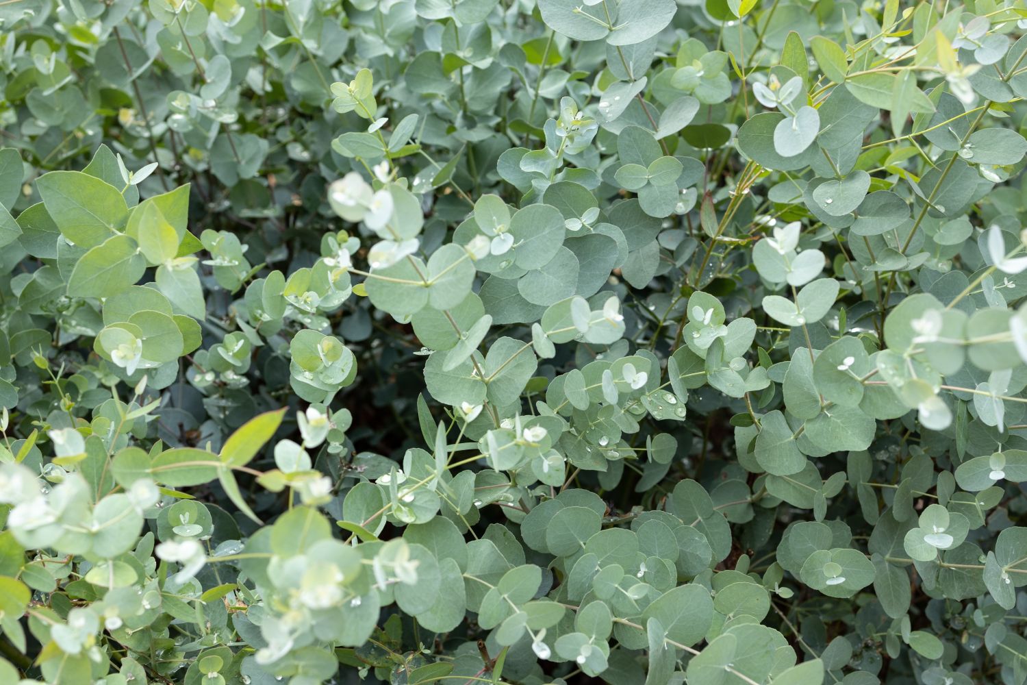 Eukalyptus-Arten & -Sorten: Die schönsten im Überblick