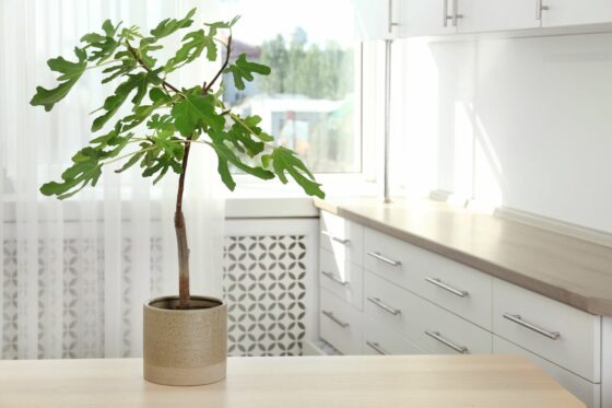 Feigenbaum im Topf: Alles zum Pflanzen & Pflegen im Kübel