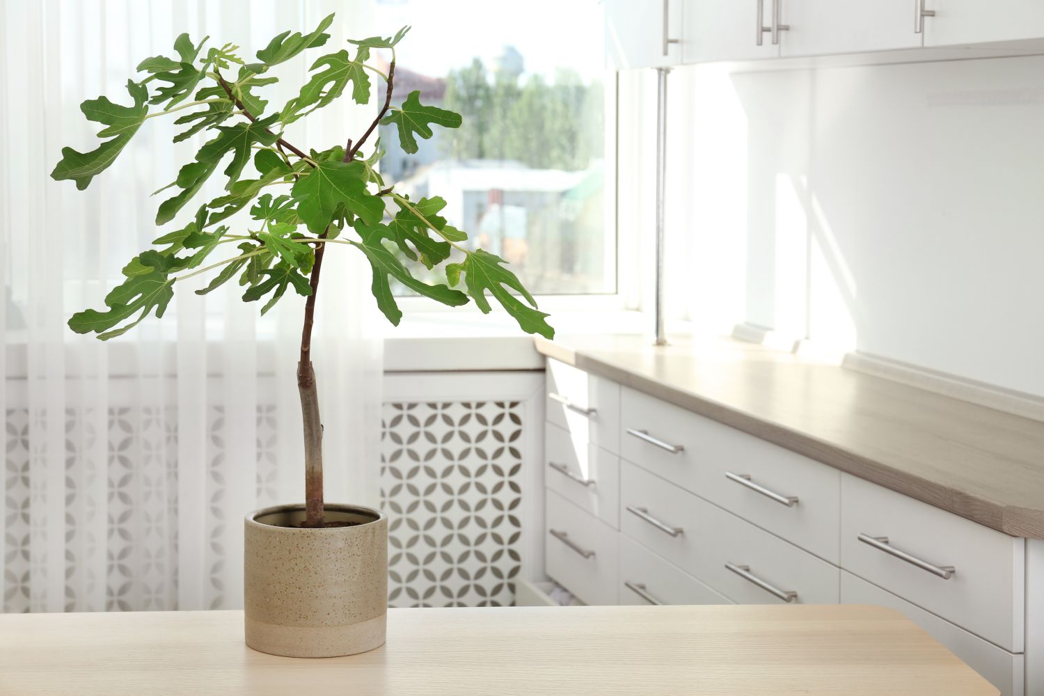 Feigenbaum im Topf: Alles zum Pflanzen & Pflegen im Kübel