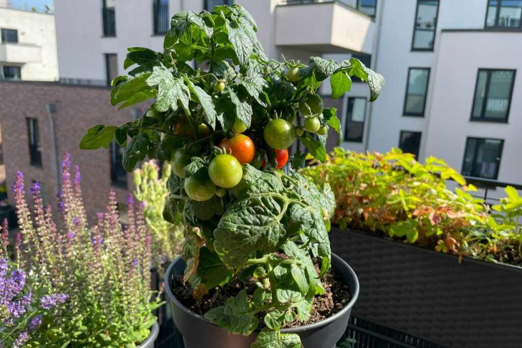 Tomatenpflanze auf einem Balkon