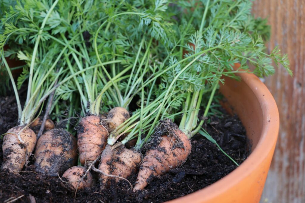 Reife Karotten im Topf