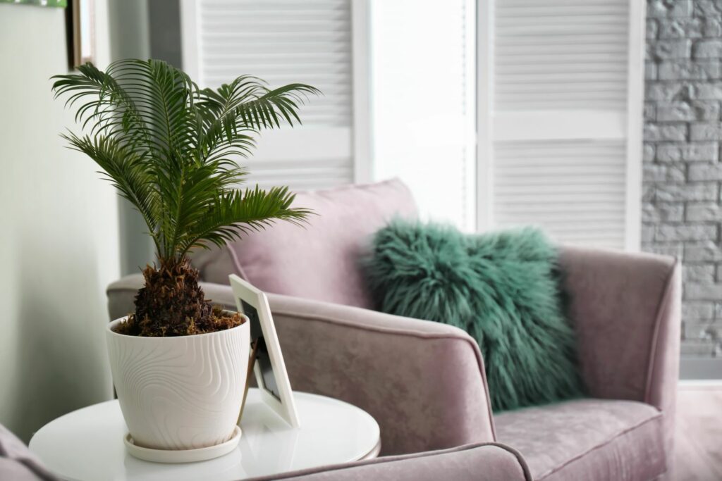 Eine Palmfarn-Pflanze im Wohnzimmer