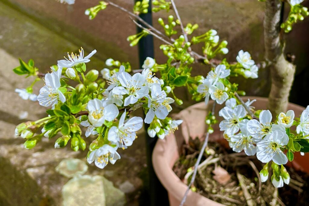 Kirschbaum im Topf