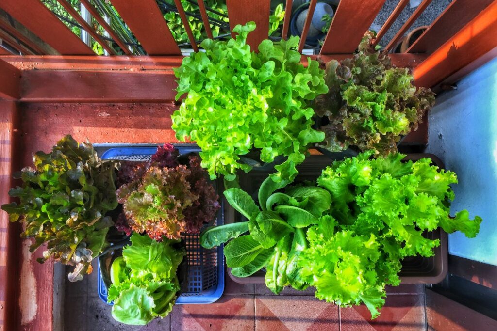 Salatpflanzen auf dem Balkon