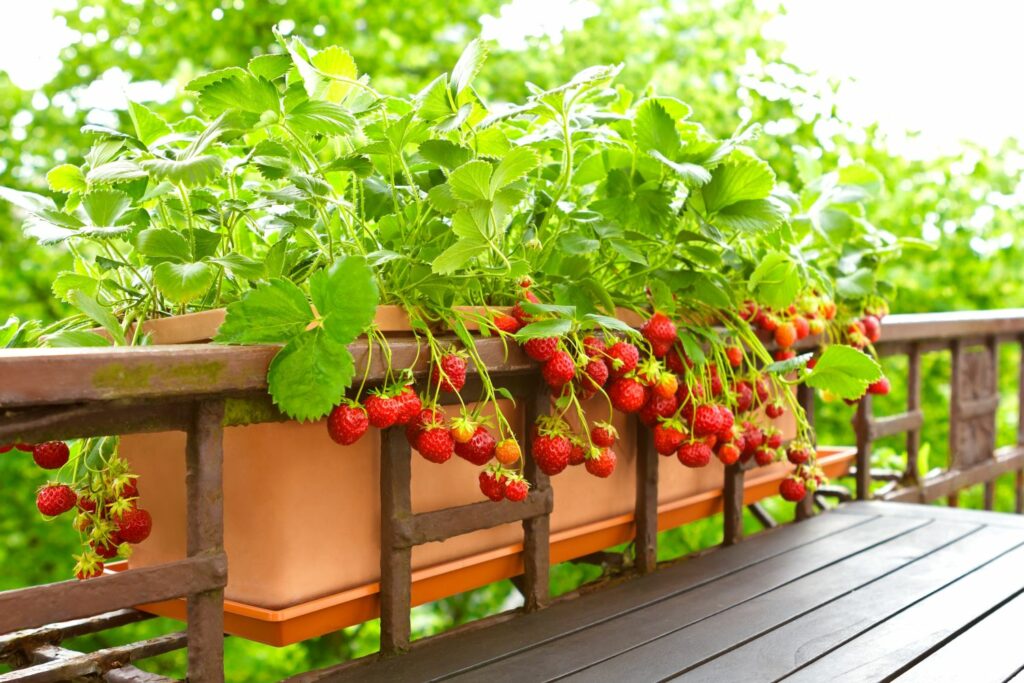 Erdbeeren auf dem Balkon