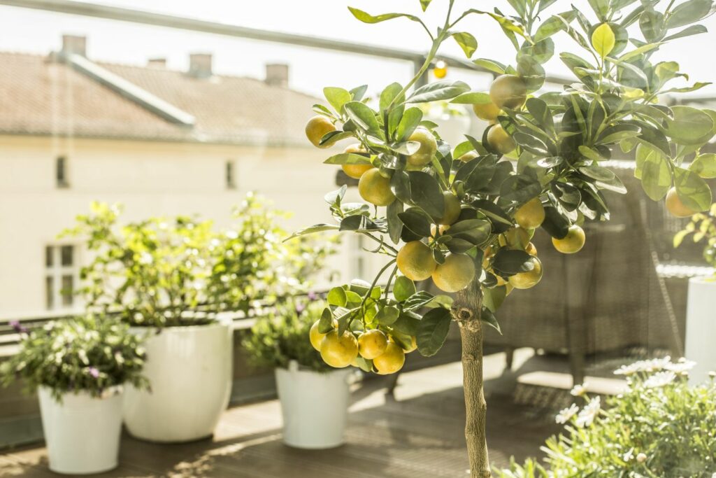 Orangenbaum auf dem Balkon