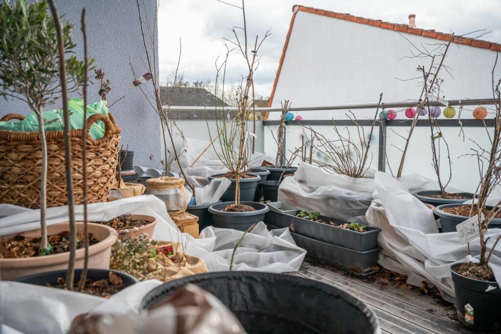 Obstpflanzen auf dem Balkon im Winter