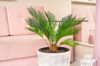 Palmfarn: Pflege, Standort & Winterhärte