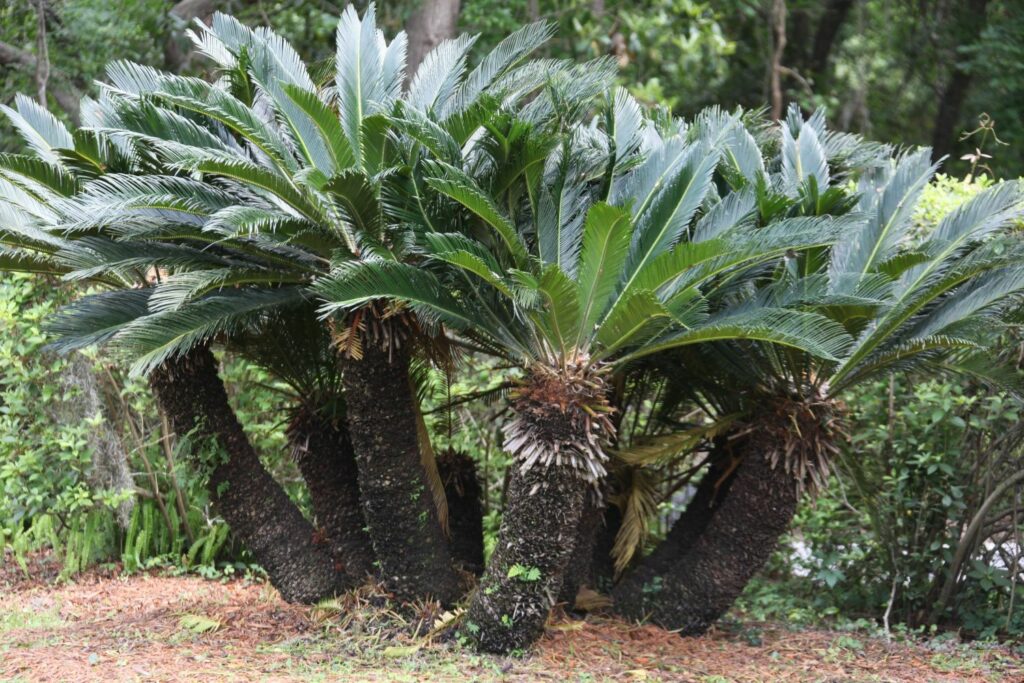 Palmenartige Pflanzen mit grünen Blättern