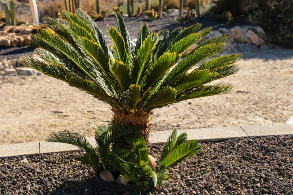 Um Palmfarn bilden sich neue Tochterpflanzen