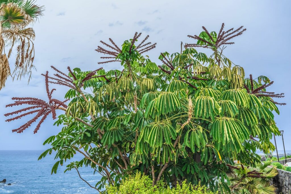Die Schefflera actinophylla als großer Baum 