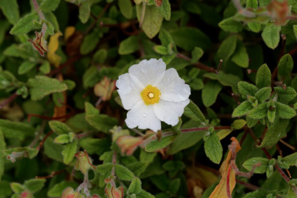 Salbeiblättrige Zistrose mit weißer Blume