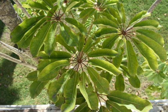 Schefflera actinophylla: Pflege, Standort & Vermehrung