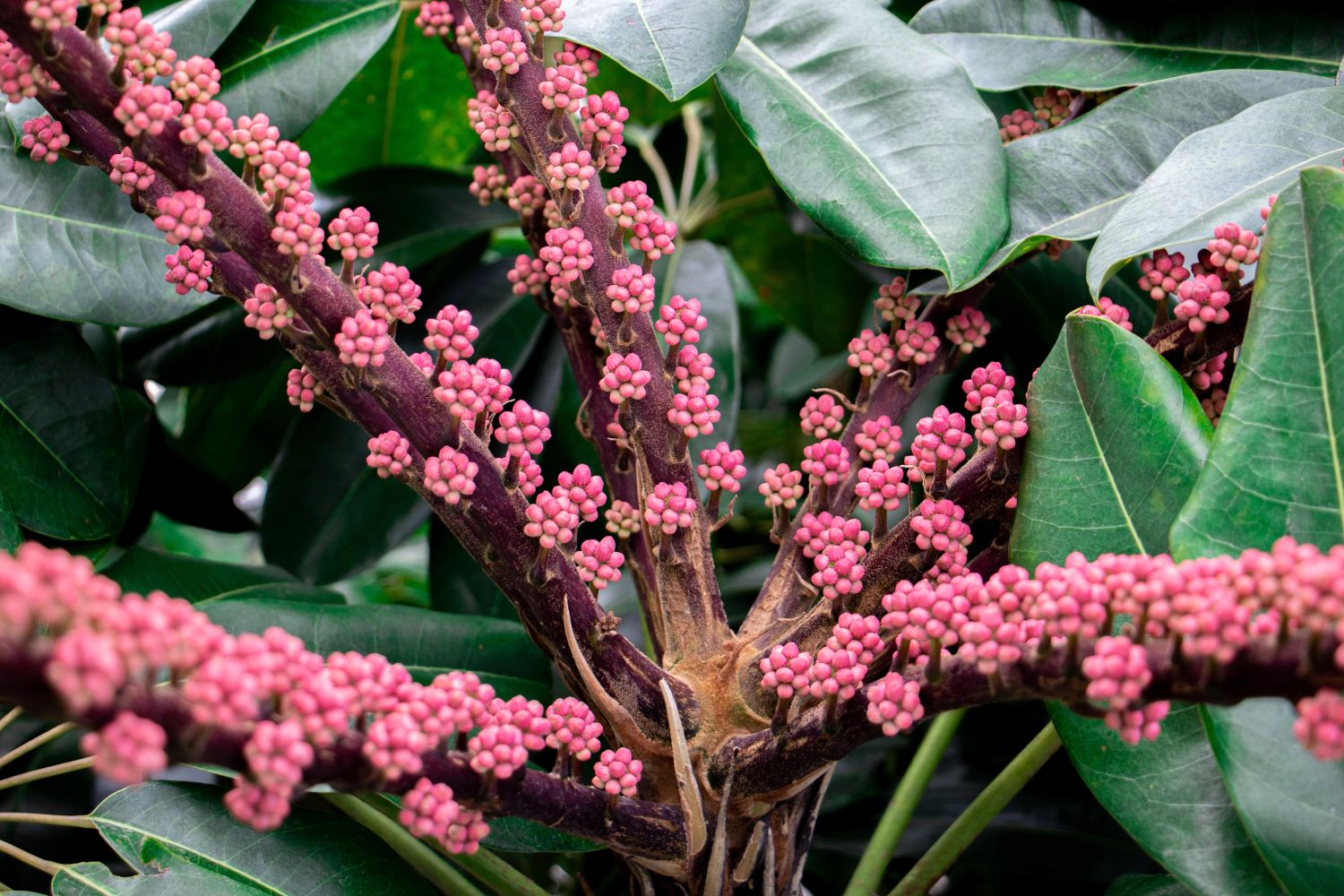 Schefflera actinophylla Pflege, Standort & Vermehrung Plantura