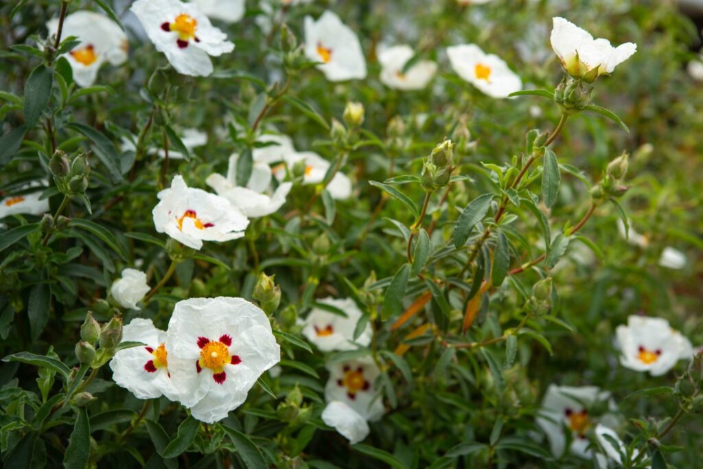 Zistrose mit vielen weißen Blumen