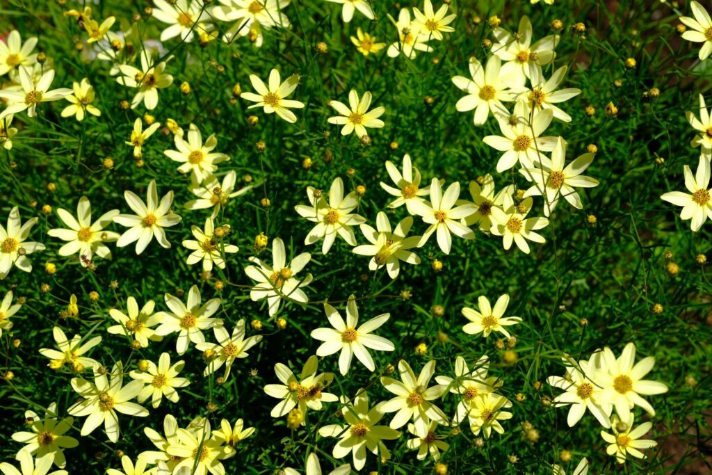 Gelbe Mädchenauge-Blüten