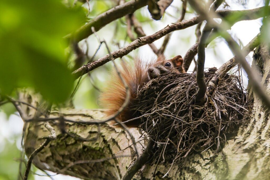 Eichhörnchen in Nest im Baum