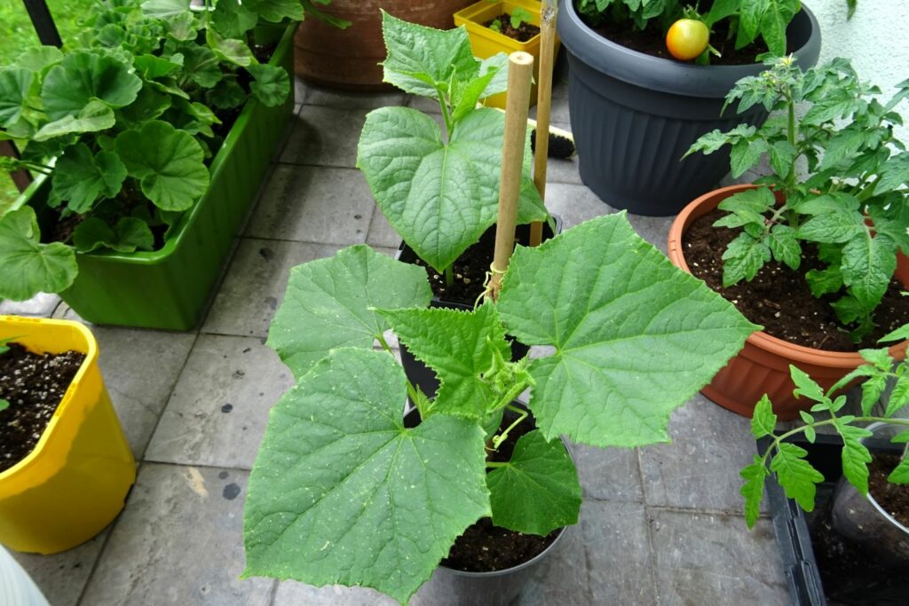 Gurken und anderes Gemüse in Kübeln auf einem Balkon