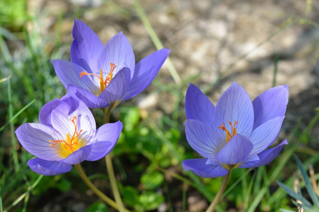 Pracht-Herbst-Krokus