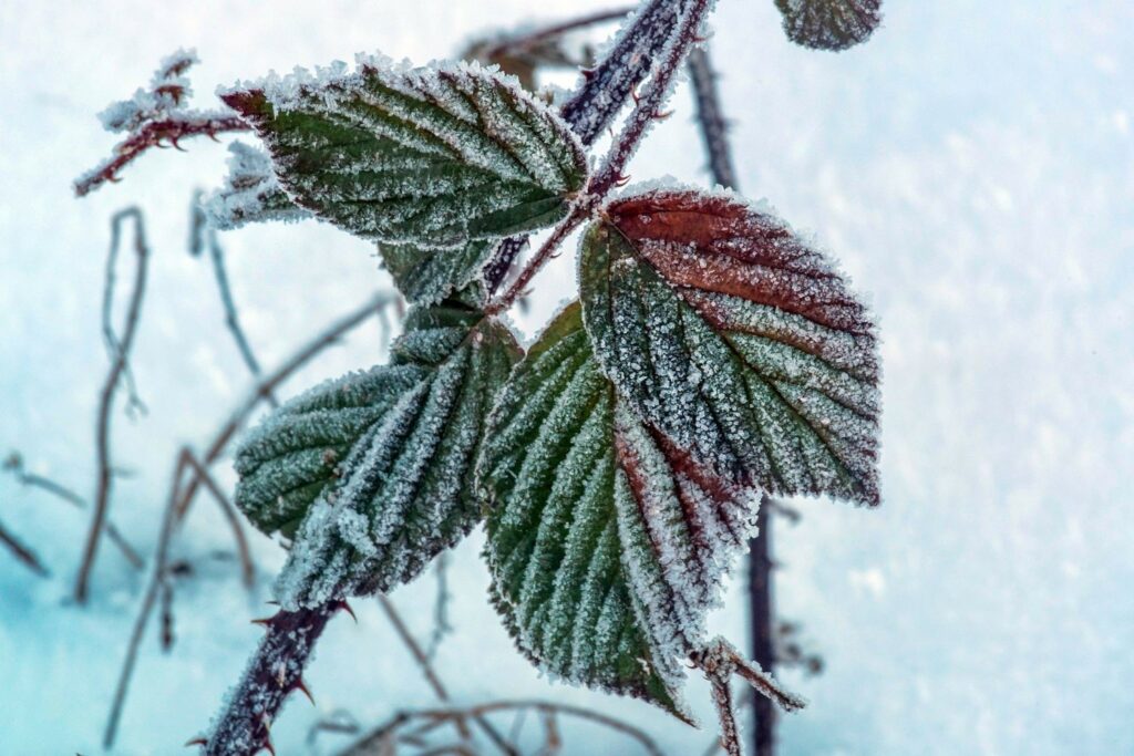 Himbeerpflanze im Winter