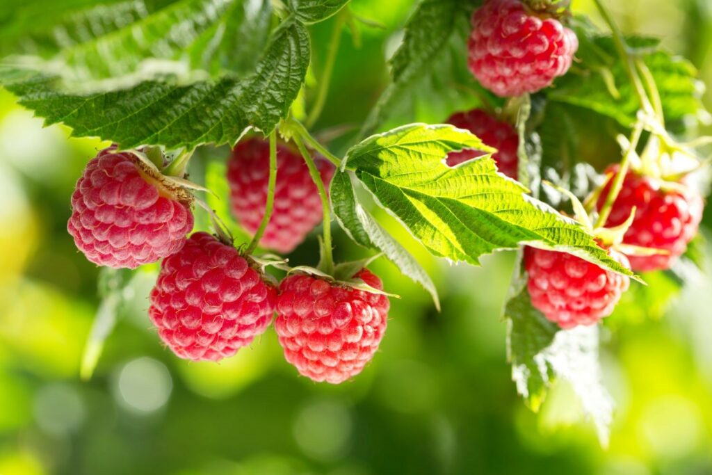 Reife Himbeeren an der Pflanze