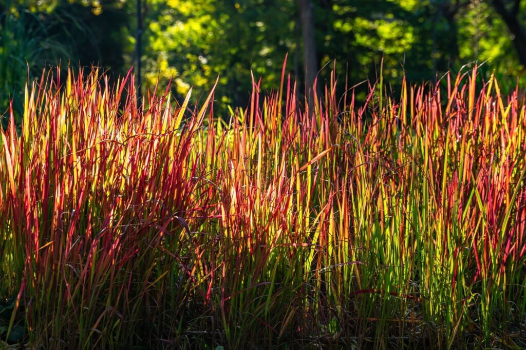 Japanisches Blutgras mit roter Färbung